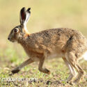 Brown hare trotting back at sunrise. May Suffolk. Lepus europaeus