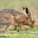 Brown hare eating low and close at sunrise. May Suffolk. Lepus europaeus