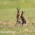 Brown hare pair foot on chest at sunrise. May Suffolk. Lepus europaeus