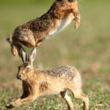 Brown hare pair up and away at sunrise. May Suffolk. Lepus europaeus