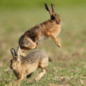Brown hare pair morning drama sunrise. May Suffolk. Lepus europaeus