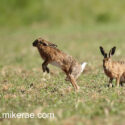 Brown hare pair jumping and sitting at sunrise. May Suffolk. Lepus europaeus