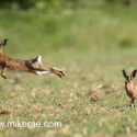 Brown hare pair flying away and sitting at sunrise. May Suffolk. Lepus europaeus