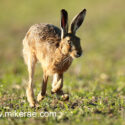 Brown hare close cross run. June Suffolk. Lepus europaeus