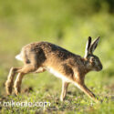 Young Brown hare evening run . June Suffolk. Lepus europaeus