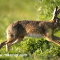 Young Brown hare diving into rape crop . June Suffolk. Lepus europaeus