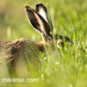 Brown hare close and low in grass . June Suffolk. Lepus europaeus