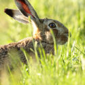 Brown hare ears up close and eating in grass . June Suffolk. Lepus europaeus