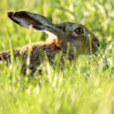 Brown hare ears down close and eating in grass . June Suffolk. Lepus europaeus
