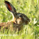 Brown hare close eating in long grass at evening. May Suffolk. Lepus europaeus