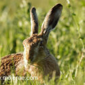 Brown hare close and looking in grass . June Suffolk. Lepus europaeus