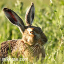 Brown hare close and low eyes in grass . June Suffolk. Lepus europaeus