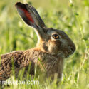Brown hare close and eyes open in grass . June Suffolk. Lepus europaeus