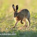 Brown hare leveret trotting in evening sun. May Suffolk. Lepus europaeus
