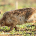 Brown hare leveret wet with dawn dew. June Suffolk. Lepus europaeus