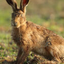 Brown hare leveret wet dawn dew. June Suffolk. Lepus europaeus