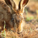 Brown hare leveret low at dawn. June Suffolk. Lepus europaeus