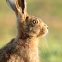 Brown hare leveret sitting tall at dawn. June Suffolk. Lepus europaeus