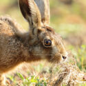 Brown hare leveret down and looking at dawn. June Suffolk. Lepus europaeus