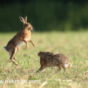 Brown hare pair boxing up down at dawn. June Suffolk. Lepus europaeus