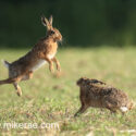 Brown hare pair high jump at dawn. June Suffolk. Lepus europaeus
