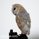 Barn owl turning on old post, cloudy morning. December Suffolk. Tyto alba