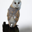 Barn owl turning round on old post, cloudy morning. December Suffolk. Tyto alba