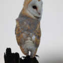 Barn owl turning on windy old post, cloudy morning. December Suffolk. Tyto alba