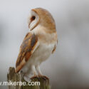 Barn owl looking over shoulder from post close; mid morning. December Suffolk. Tyto alba
