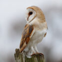 Barn owl looking back over shoulder from post close; mid morning. December Suffolk. Tyto alba