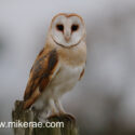 Barn owl looking forward from post close; mid morning. December Suffolk. Tyto alba