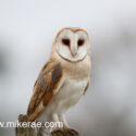 Barn owl looking forward from post, mid morning. December Suffolk. Tyto alba