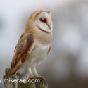 Barn owl quiet moment on post, mid morning. December Suffolk. Tyto alba