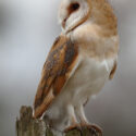 Barn owl looking back sitting on post, mid morning. December Suffolk. Tyto alba