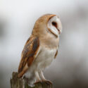 Barn owl looking up sitting on post, mid morning. December Suffolk. Tyto alba