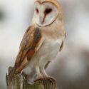 Barn owl looking down sitting on post, mid morning. December Suffolk. Tyto alba