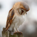 Barn owl preening sitting on post, mid morning. December Suffolk. Tyto alba