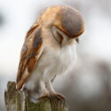 Barn owl preening front sitting on post, mid morning. December Suffolk. Tyto alba