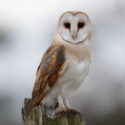 Barn owl looking alert on post, mid morning. December Suffolk. Tyto alba