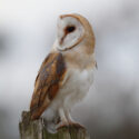 Barn owl looking back alert on post, mid morning. December Suffolk. Tyto alba