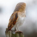 Barn owl looking back alert on post, mid morning. December Suffolk. Tyto alba
