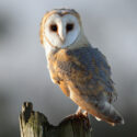 Barn owl over the shoulder sunny morning. December Suffolk. Tyto alba