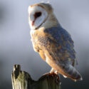 Barn owl facing morning sun. December Suffolk. Tyto alba