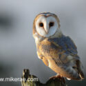 Barn owl windy sunny morning. December Suffolk. Tyto alba