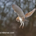 Barn owl Hunting in a Suffolk meadow December morning. Tyto alba