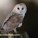 Barn owl looking from post January dawn. Suffolk Tyto alba