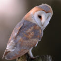 Barn owl looking round from post January dawn. Suffolk Tyto alba