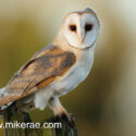 Barn owl looking from post in meadow. Dawn Suffolk March Tyto alba