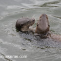 Otter two playing in water. April Norfolk. Lutra lutra