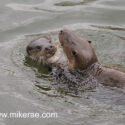 Otter two playing together in water. April Norfolk. Lutra lutra